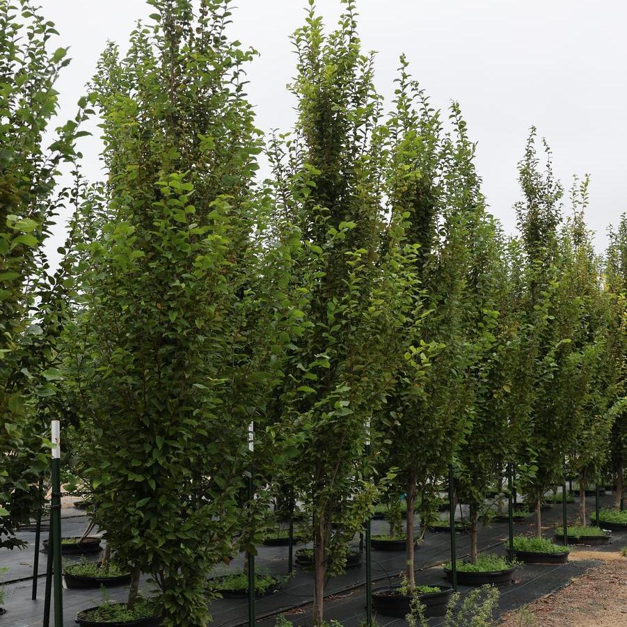 Carpinus betulus - European hornbeam from Great Lakes Landscape Supply