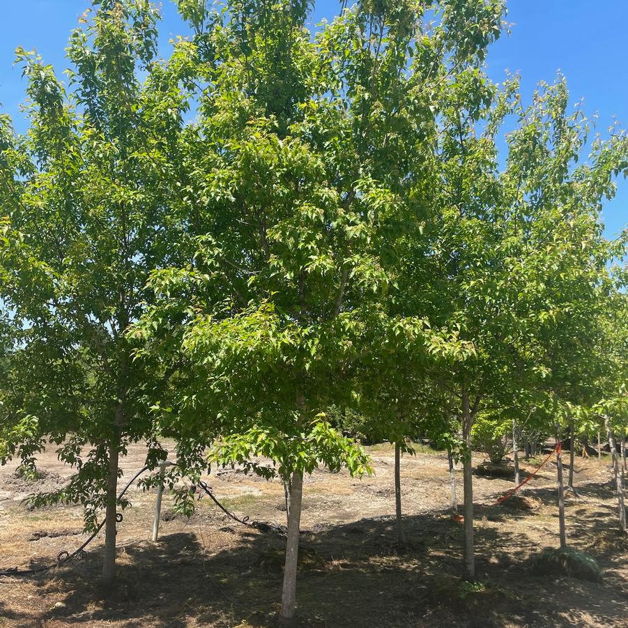 Acer ginnala 'Flame' - Amur Maple from Great Lakes Landscape Supply