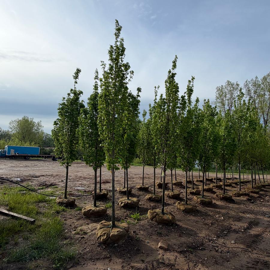 Acer rubrum 'Armstrong Gold™' - Maple from Great Lakes Landscape Supply