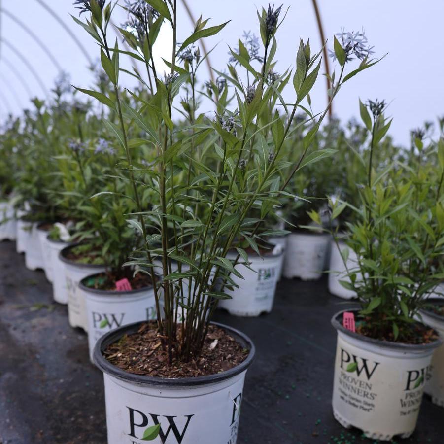 Amsonia tabernaemontana 'Storm Cloud' - Bluestar from Great Lakes Landscape Supply