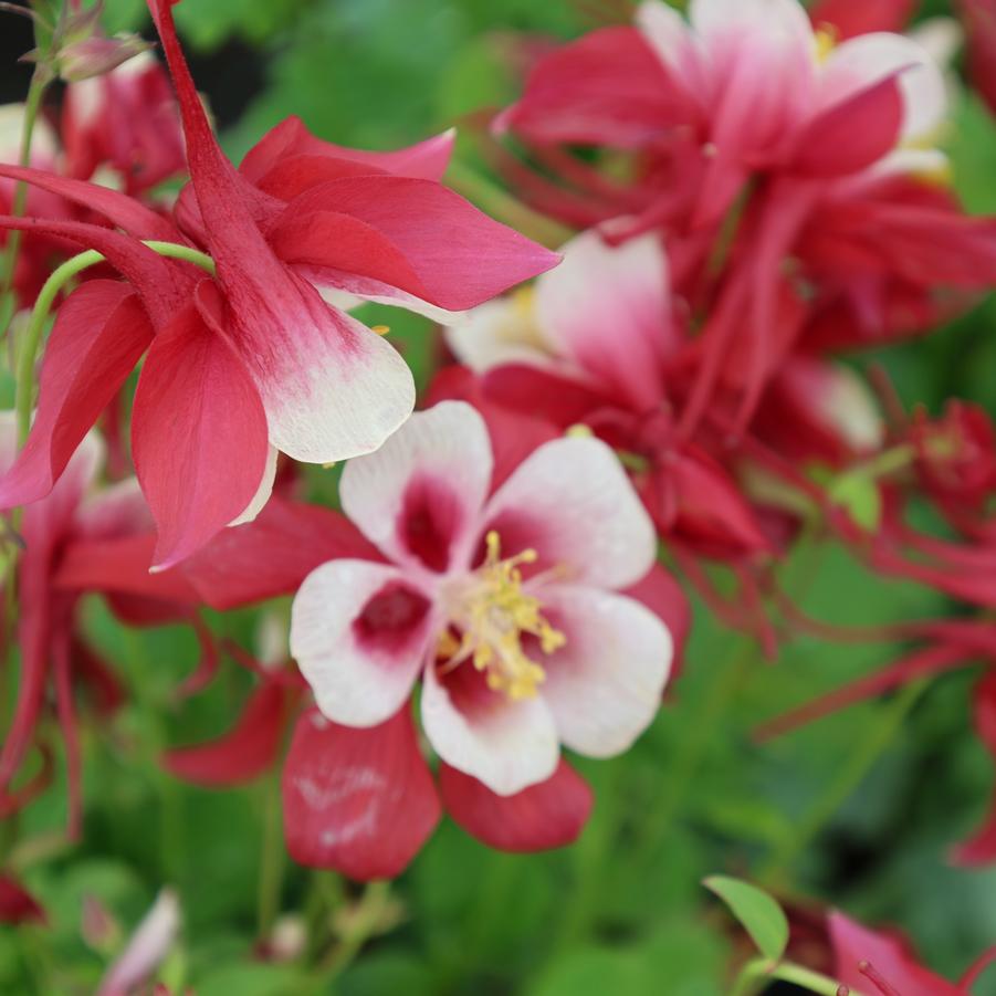 Aquilegia caerulea Kirigami™ 'Red & White' - Columbine from Great Lakes Landscape Supply