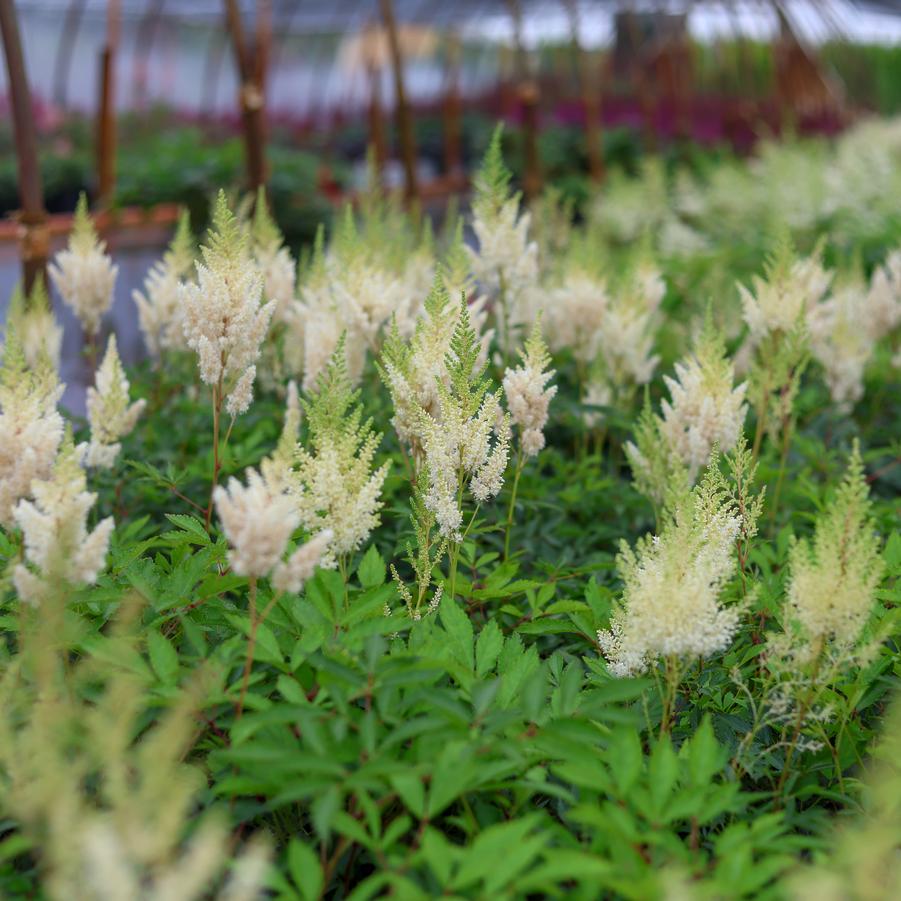 Astilbe x arendsii 'Gloria' - Astilbe from Great Lakes Landscape Supply