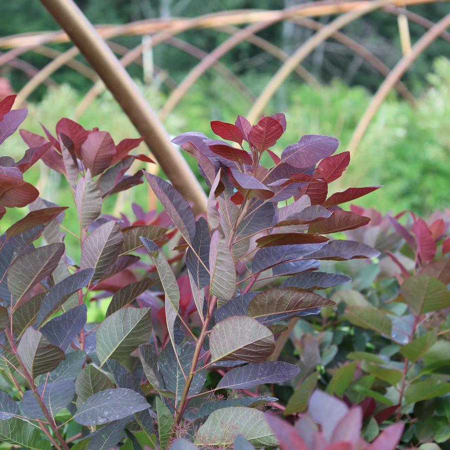 Cotinus 'Grace' - Purple Smoke Tree from Great Lakes Landscape Supply