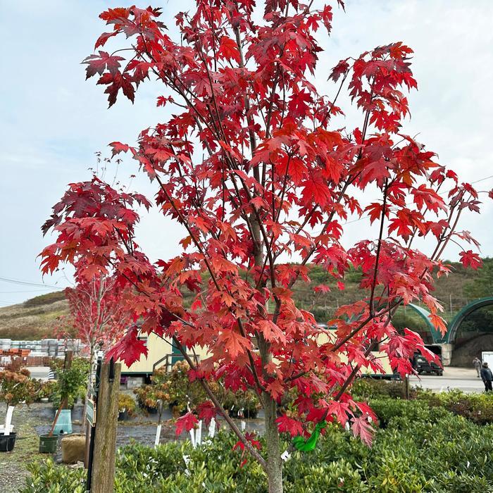 Acer x freemanii Autumn Blaze&reg;