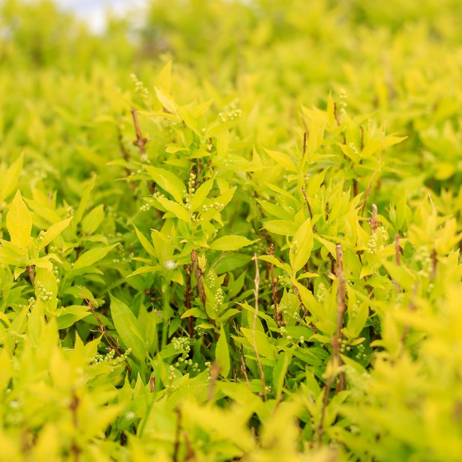 Deutzia gracilis 'Chardonnay Pearls®' - Deutzia from Great Lakes Landscape Supply