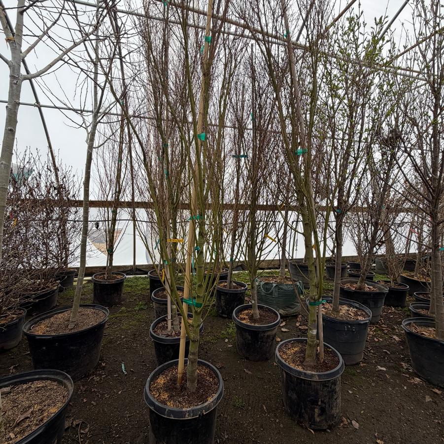 Acer palmatum 'Tsukasa Silhouette' - Japanese Maple from Great Lakes Landscape Supply