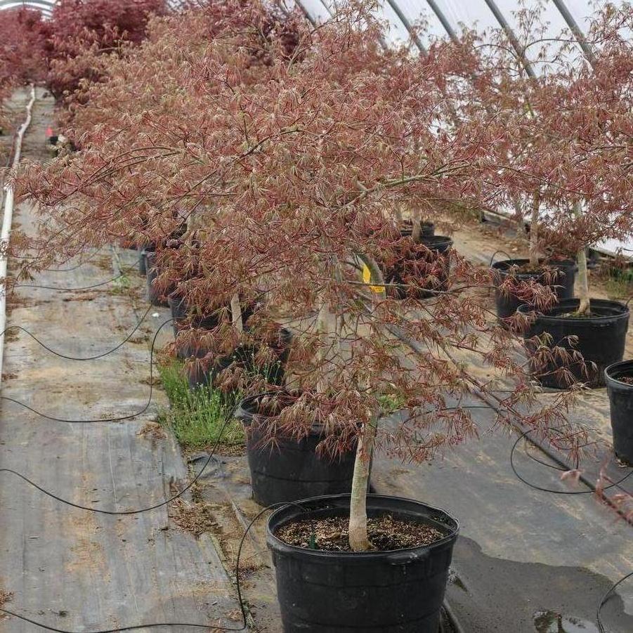 Acer palmatum var. dissectum 'Tamukeyama' - Japanese Maple from Great Lakes Landscape Supply