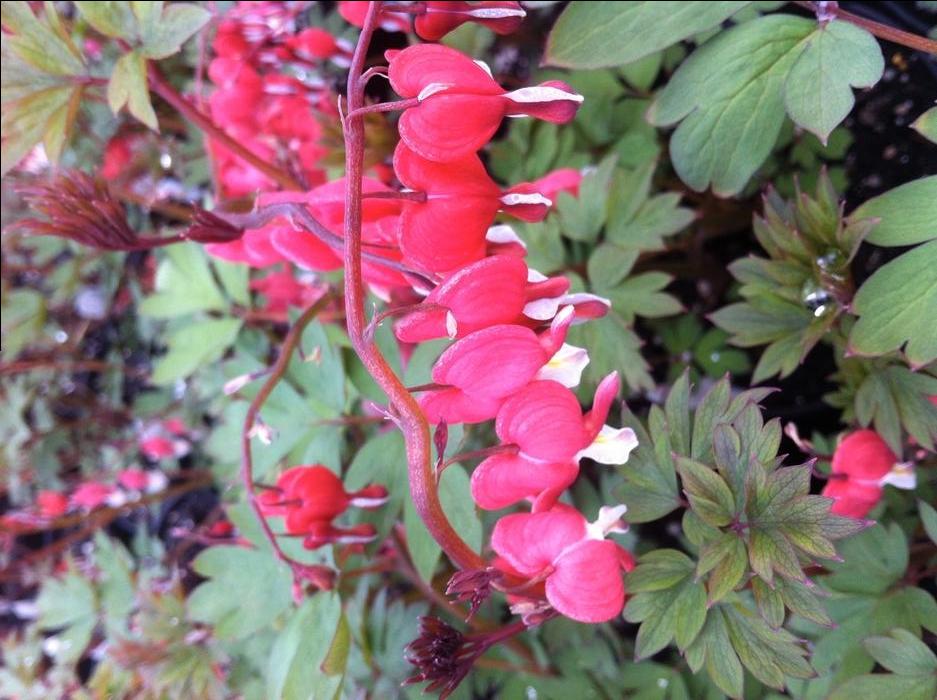 Dicentra spectabilis Valentine&reg;