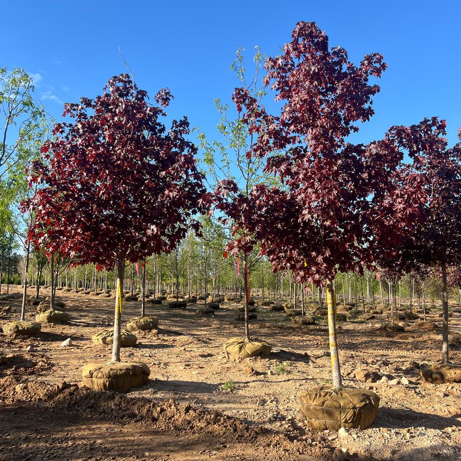Acer platanoides 'Crimson King' - Norway Maple from Great Lakes Landscape Supply