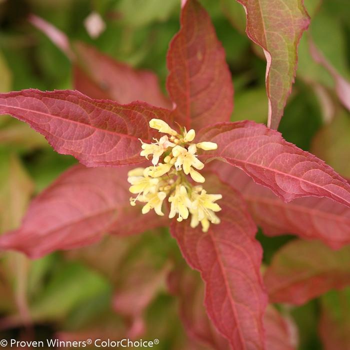 Diervilla Kodiak&reg; Orange