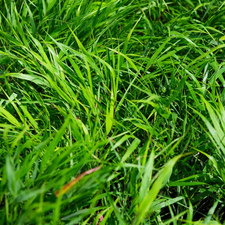 Hakonechloa macra - Japanese Forest Grass from Great Lakes Landscape Supply