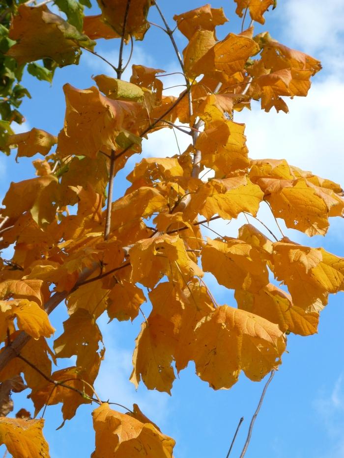 Acer nigrum Greencolumn