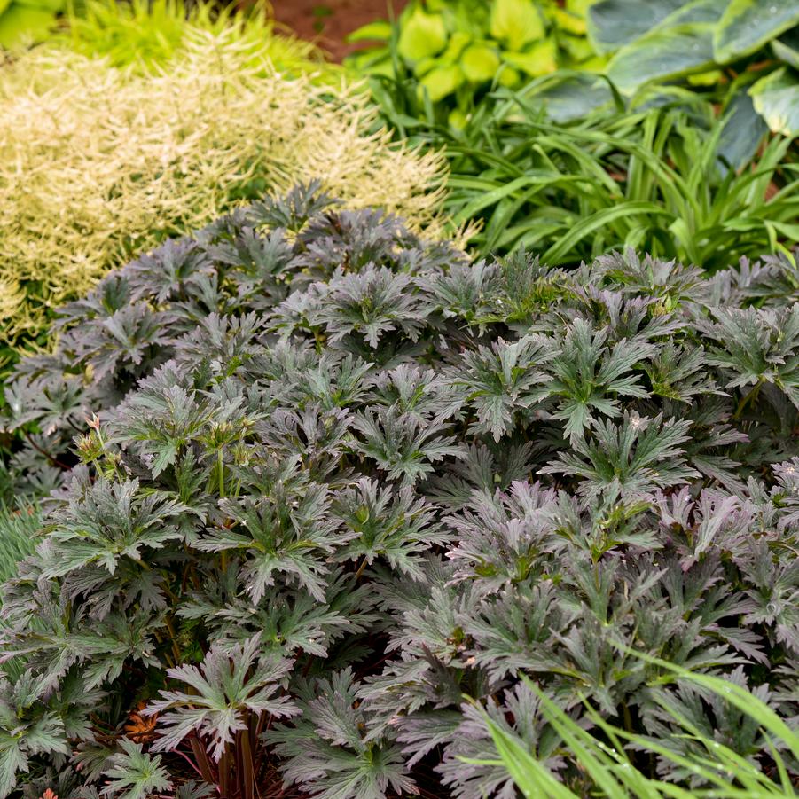 Geranium pratense 'Boom Chocolatta' - Hardy Geranium from Great Lakes Landscape Supply
