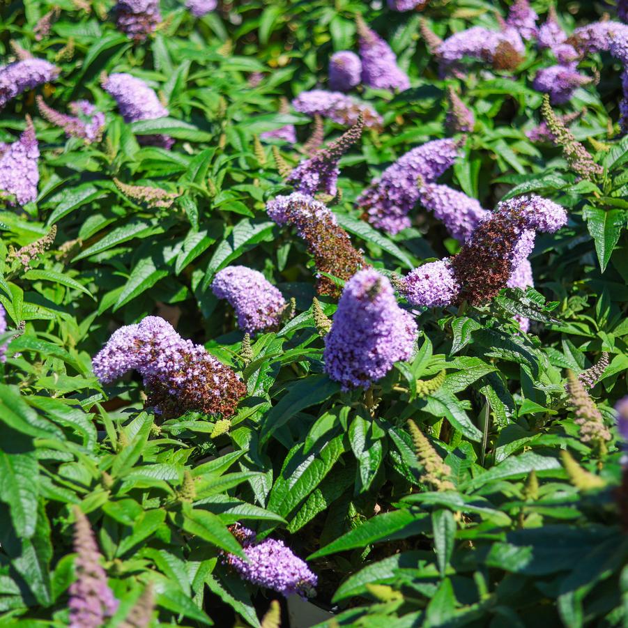 Buddleia Pugster® 'Amethyst' - Butterfly Bush from Great Lakes Landscape Supply