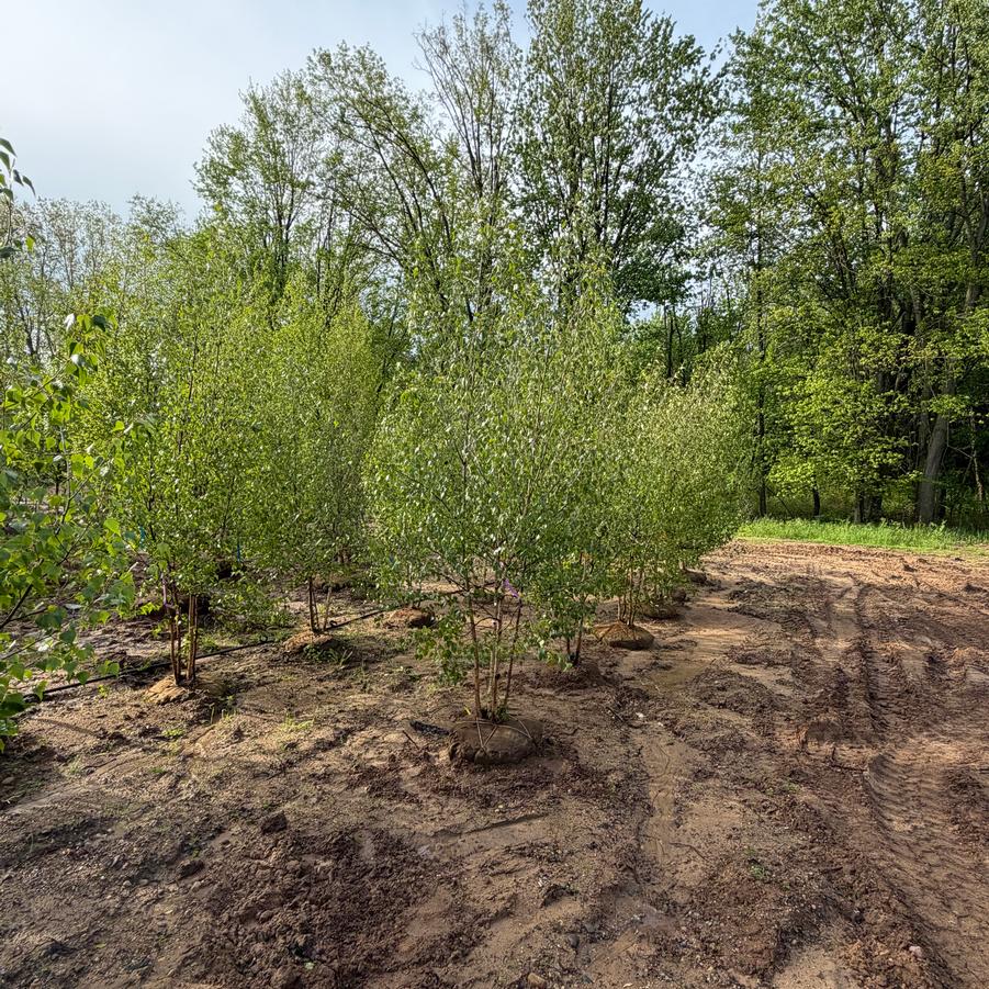 Betula populifolia 'Japonica' - from Great Lakes Landscape Supply