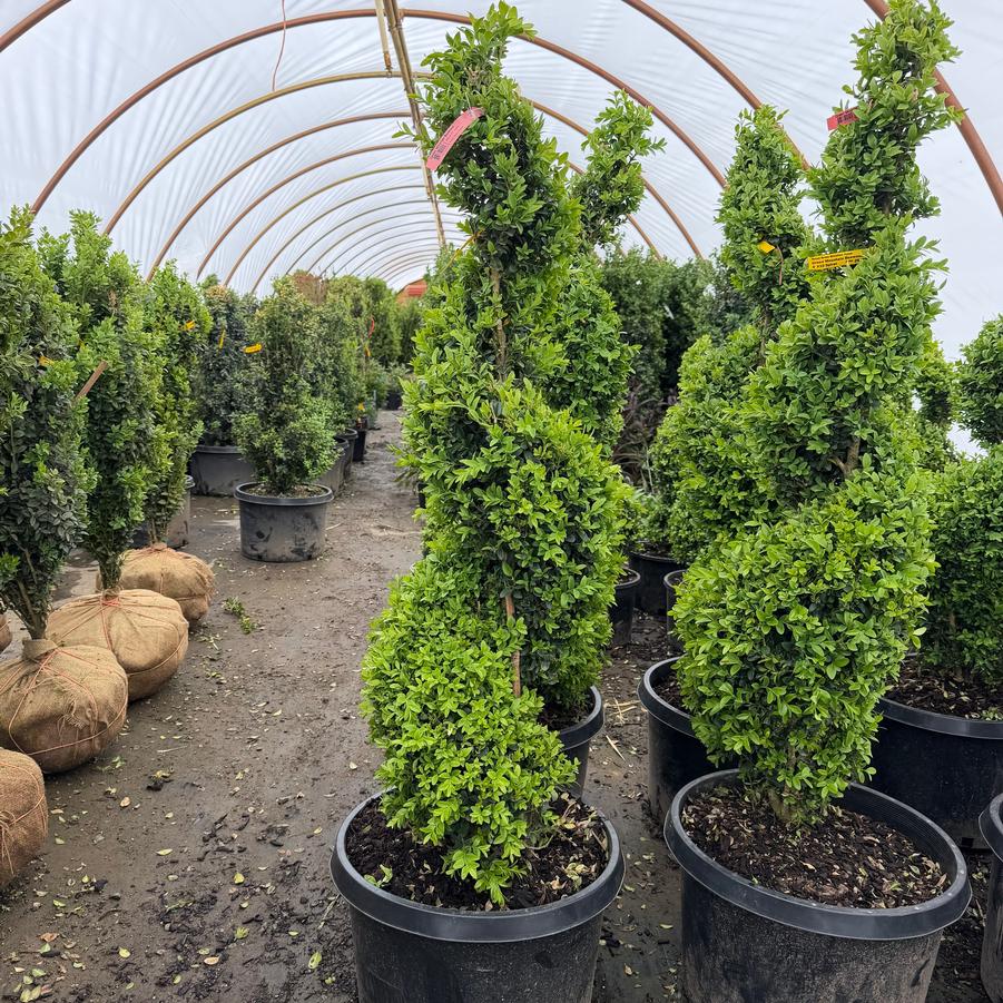 4 #10 Spiral