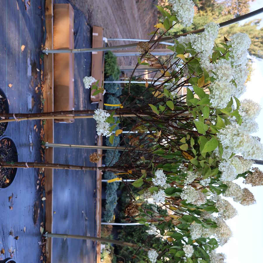 Hydrangea paniculata 'Limelight' - Panicle Hydrangea from Great Lakes Landscape Supply