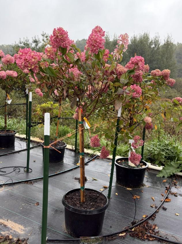 Hydrangea paniculata 'Fire Light®' #10 TF - Panicle Hydrangea from Great Lakes Landscape Supply