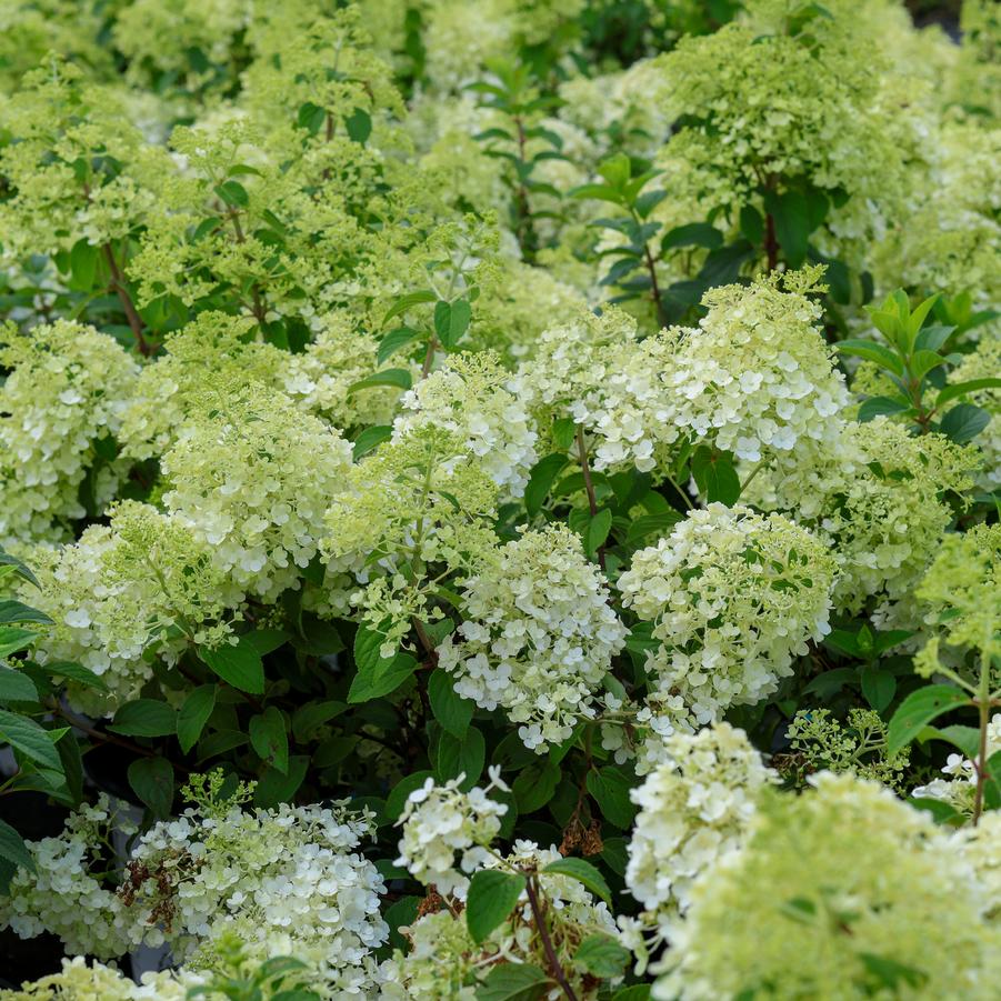 Hydrangea paniculata 'Bobo®' - Panicle Hydrangea from Great Lakes Landscape Supply