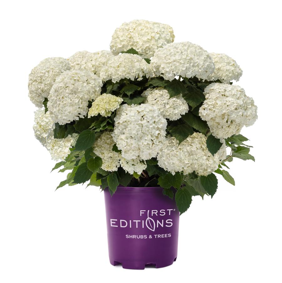 Hydrangea arborescens 'FlowerFull™' - Flowerfull White Hydrangea from Great Lakes Landscape Supply