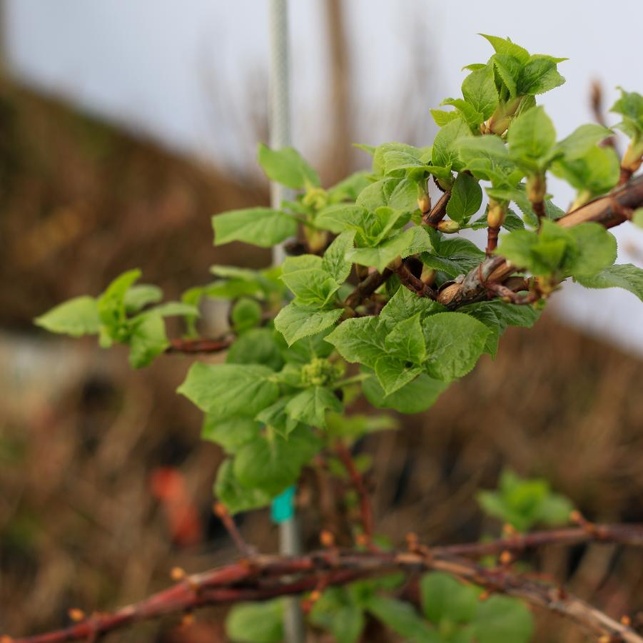 Hydrangea anomala petiolaris - Climbing Hydrangea from Great Lakes Landscape Supply