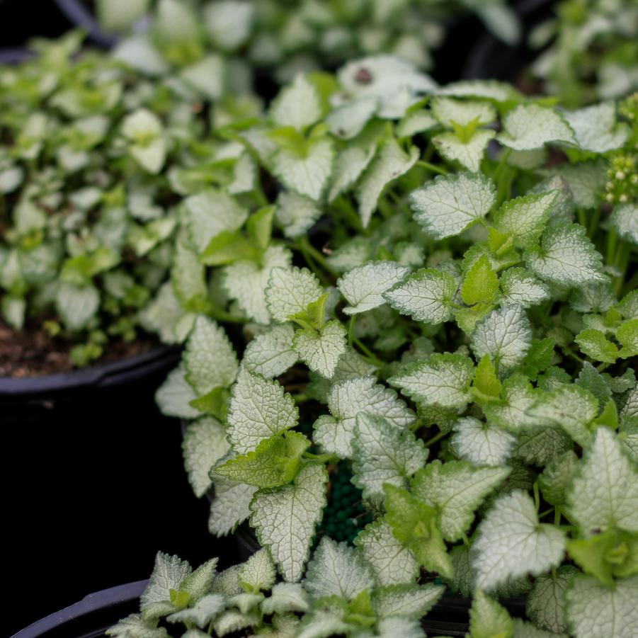 Lamium maculatum 'Orchid Frost' - Dead Nettle from Great Lakes Landscape Supply
