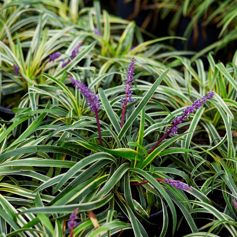 Liriope muscari 'Silvery Sunproof' - Lily-turf from Great Lakes Landscape Supply