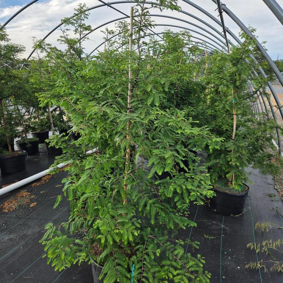 Metasequoia glyptostroboides - Dawn Redwood from Great Lakes Landscape Supply