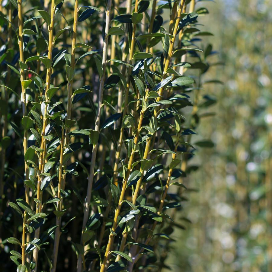 Ilex crenata 'Sky Pencil' - Japanese Holly from Great Lakes Landscape Supply