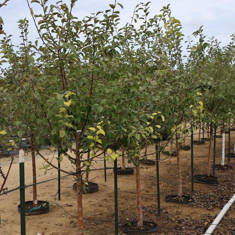 Malus domestica 'McIntosh' - Apple from Great Lakes Landscape Supply