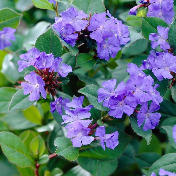 Ceratostigma plumbaginoides 