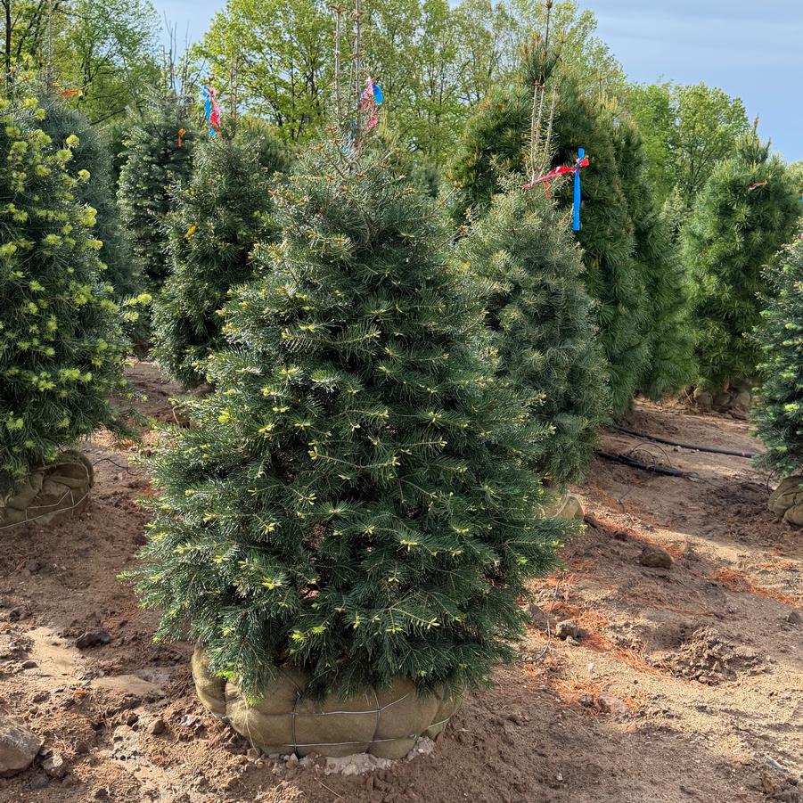 Picea glauca - White Spruce from Great Lakes Landscape Supply