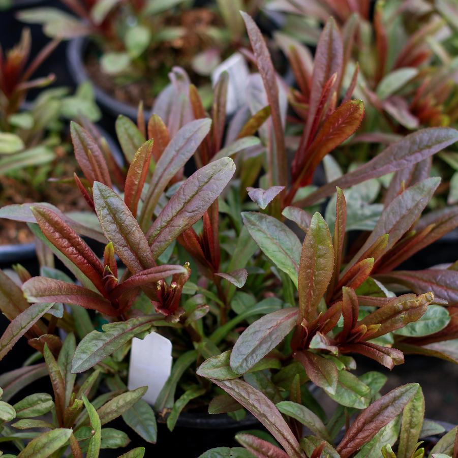 Penstemon digitalis 'Blackbeard' - Beard Tongue from Great Lakes Landscape Supply