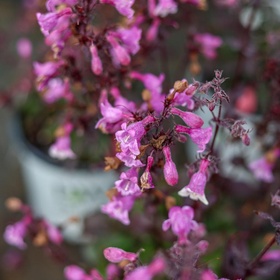 Penstemon 'Midnight Masquerade' - Beardtongue from Great Lakes Landscape Supply