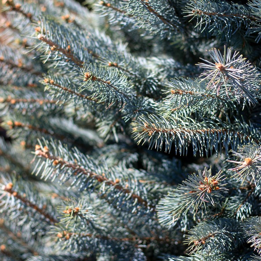 Picea Pungens 'Fat Albert' - from Great Lakes Landscape Supply