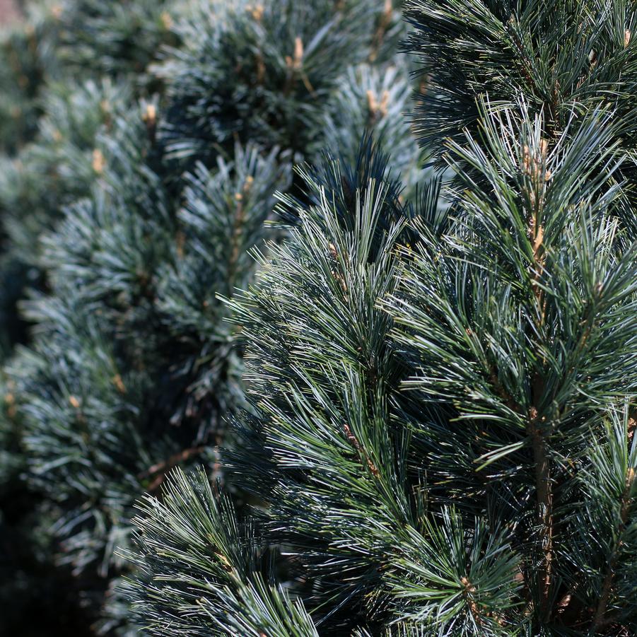 Pinus flexilis 'Vanderwolf's Pyramid' - Limber Pine from Great Lakes Landscape Supply