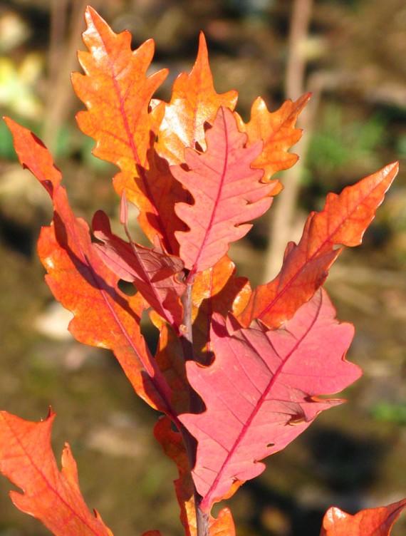 Quercus robur x alba 'Streetspire®' - Oak from J Frank Schmidt