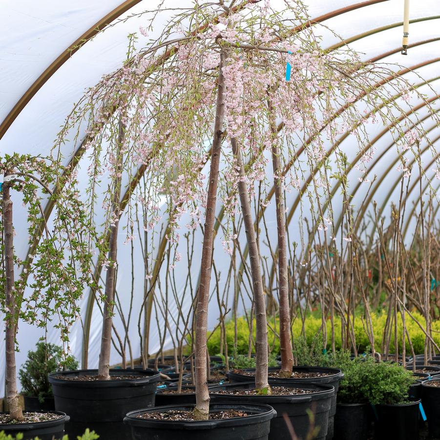 Prunus subhirtella var. pendula - Weeping Higan Cherry from Great Lakes Landscape Supply