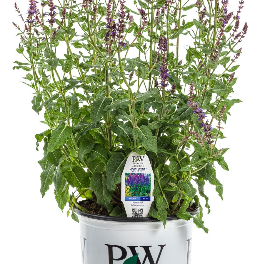 Salvia nemorosa Color Spires® 'Violet Riot' - Salvia from Great Lakes Landscape Supply