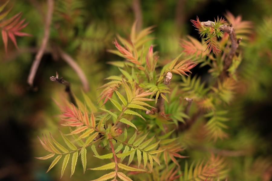 Sorbaria sorbifolia 'Sem' - False Spirea from Great Lakes Landscape Supply