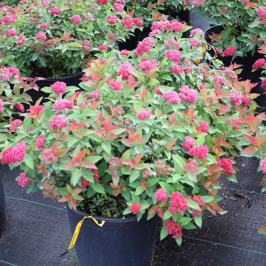 Spiraea Double Play 'Doozie®' - Spirea from Great Lakes Landscape Supply