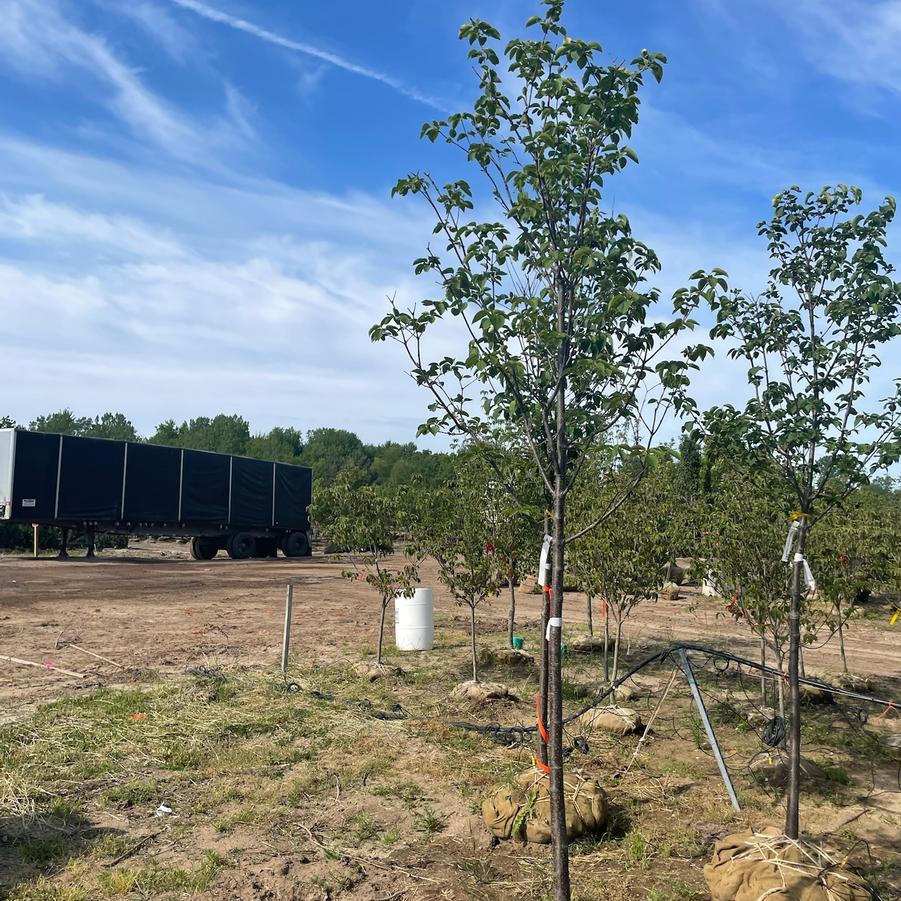 Syringa reticulata 'Ivory Silk' - Japanese Tree Lilac from Great Lakes Landscape Supply