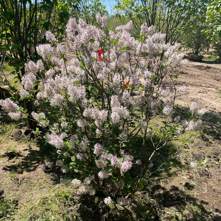 Syringa pubescens ssp. patula 'Miss Kim' - Lilac from Great Lakes Landscape Supply
