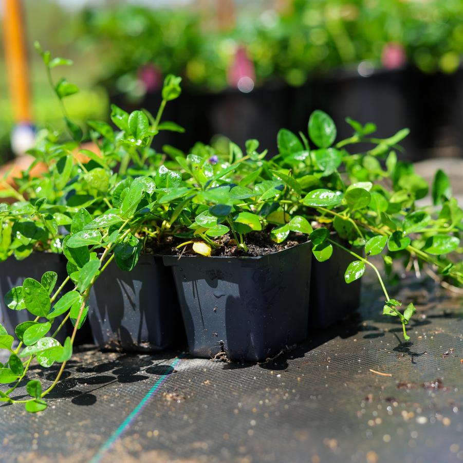 Vinca minor 'Bowles' - Bowles Myrtle from Great Lakes Landscape Supply