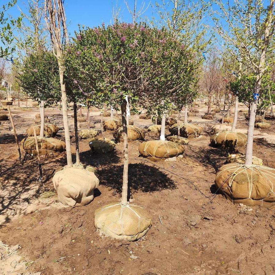Syringa meyeri 'Palibin' - Dwarf Korean Lilac from Great Lakes Landscape Supply