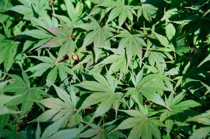 Acer palmatum Sherwood Flame