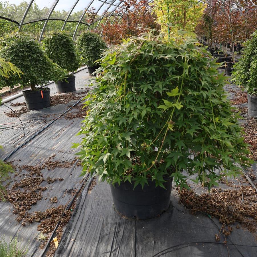 Acer palmatum 'Ryusen' - Japanese Maple from Great Lakes Landscape Supply