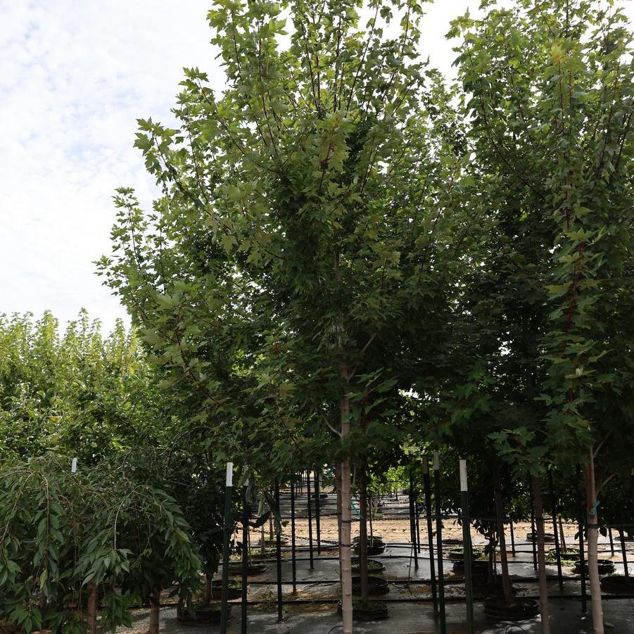 Acer rubrum 'Redpointe?' - Maple from Great Lakes Landscape Supply