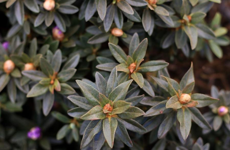 Rhododendron 'Ramapo' - Rhododendron from Great Lakes Landscape Supply