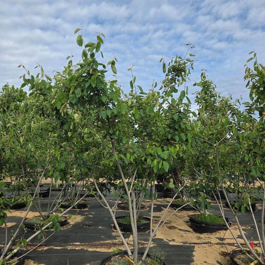 Amelanchier x grandiflora 'Autumn Brilliance™' - Serviceberry from Great Lakes Landscape Supply